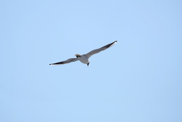 Outdoors landscape with seagull in the wedding coloring flying away from left to right in the sky high in the cloudless sky in sunny day close up view