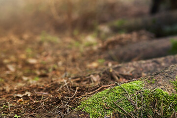 Forest Glade. Sunny forest glade, tree roots. Moss on the tree.