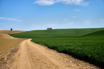 Paisaje de un camino a través de un sembrado o campo verde, donde se ve un árbol solitario.