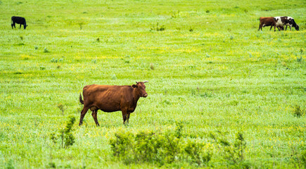 Herd of cows grazing at summer green field. Village life