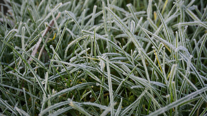 green grass in garden with rime