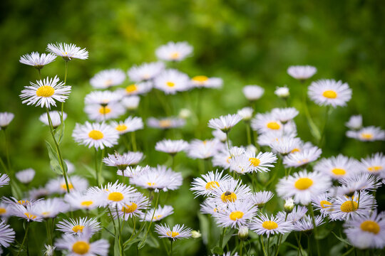 Summer meadow with blooming daisy-like flowers. Small-petalled garden flowers (Erigeron annuus) on a lawn on a warm summer day. Flowers with light purple petals