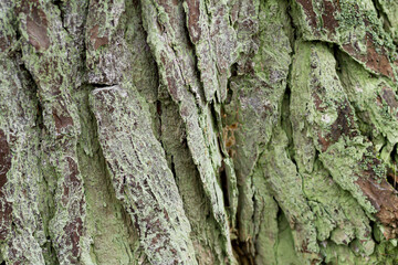 Tree bark. Tree bark background with moss. Green tree bark.
