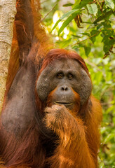 retrato de una hembra de orangután agarrada en un árbol en el parque Tanjung puting de la isla de Borneo en Indonesia