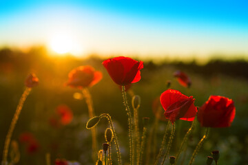 Poppy field at sunset