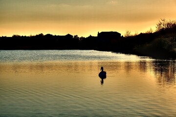 Amazing golden sunset and a swan swimming in a lake 