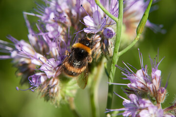 Bumblebee (Bombus) on purple flake flower.