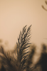 silhouette of a single isolated wheat grain in the field