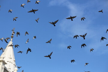 flock of birds migrating in the blue sky