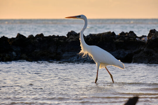 garza blanca andando en el mar al atardecer