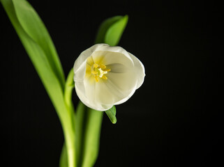 Naklejka na ściany i meble Tulpe, Tulpe, Blumen