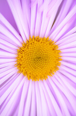 Fototapeta premium Closeup of Aster alpinus