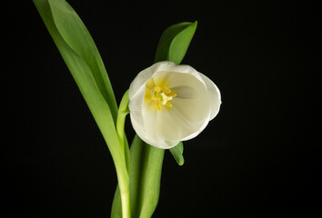 Fototapeta na wymiar Tulpe, Tulpe, Blumen