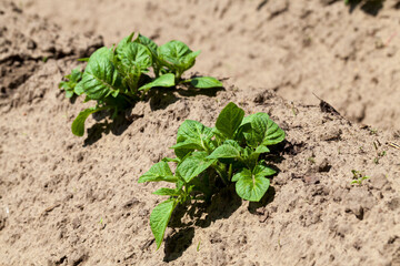 varieties of potato plants