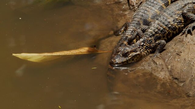 A alligators cub resting in the mangrove