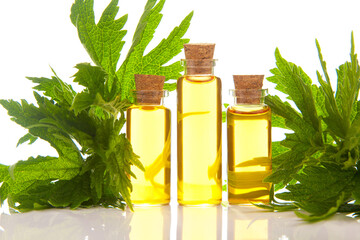 motherwort essential oil in  beautiful bottle on  White background
