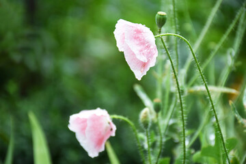 Pink poppies close-up with dew drops. Poppy flower with space for text. Floral background with copyspace.