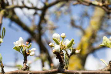 flowering trees in the orchard