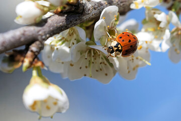 Asiatischer Marienkäfer sammelt Pollen