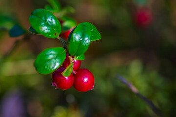 cowberry close-up in the forest