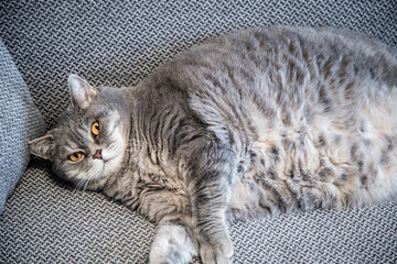 fat britishcat lies on the couch and take a nap