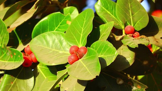Banyan tree and its prop roots with fruit,Banyan fig tree fruit closeup,