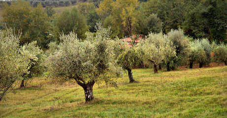 Olive trees garden. Mediterranean olive field ready for harvest. Italian olive's grove with ripe fresh olives
