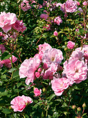 rose bushes (Shrub rose) with large pink flowers and dark green leafs.  Blooming garden roses