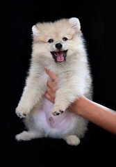 Hands are holding a spitz puppy
