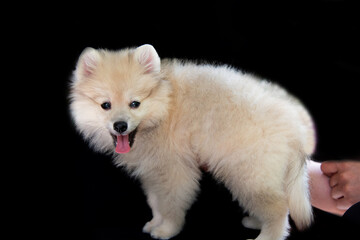 Hands are holding a spitz puppy