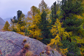 Majestic autumn alpine scenery with colorful larch forest