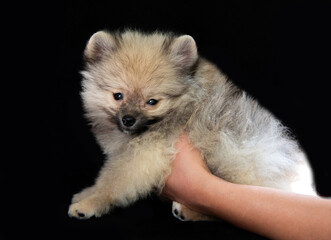Obraz premium Hands are holding a spitz puppy