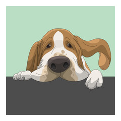 Dog Basset Hound with boring face minimal drawing style - 424708418
