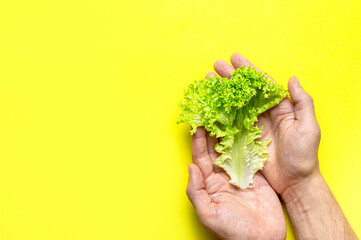 Naklejka na ściany i meble Fresh green lettuce leaves in male hands on bright yellow background flat lay top view. Creative background with salad, healthy vegetarian food, eco products, vegetable, diet, vitamins. Food concept