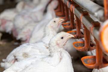 chicken chicks at a poultry farm, close up