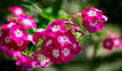 Purple and white flowers of phlox paniculata. Blooming phlox in the garden on a blurred green background.