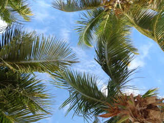 Fototapeta na wymiar Palmtrees