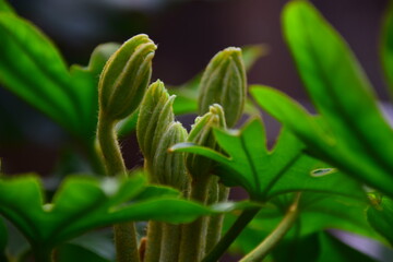 close up of a flower