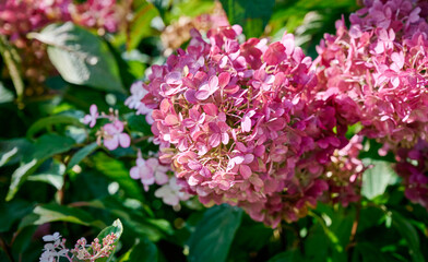 Delicate pink, purple and light green Hydrangea (Hydrangea macrophylla, Hortensia flowers) in the garden.  Tender romantic floral background.