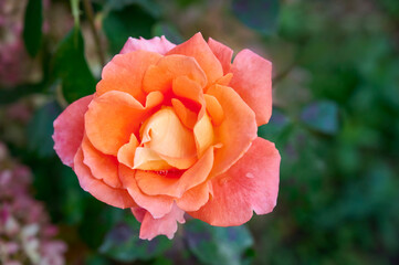 Orange-Yellow rose in the garden on a blurred green background. Blooming garden roses
