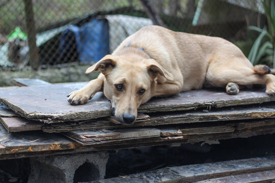 A cute stray dog with sad eyes lying in the cage of a dog shelter, waiting for adoption. Horizontal image