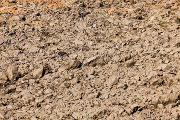 on a field ploughed , close up