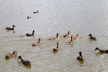 wild nature with waterfowl ducks
