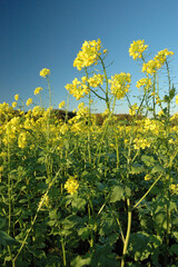 Champ de moutarde. CIPAN : Culture Intermédiaire Piège à Nitrates