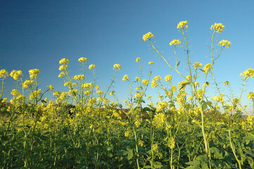 Champ de moutarde. CIPAN : Culture Intermédiaire Piège à Nitrates