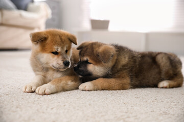 Adorable Akita Inu puppies on carpet indoors