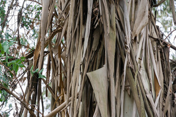 Obraz premium Original bark texture peeling from trunk of Eucalyptus tree or gum tree growing in Arboretum Park Southern Cultures in Sirius (Adler). Beautiful nature landscape for any design