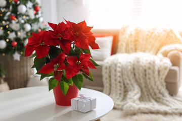 Beautiful poinsettia and gift box on white table indoors, space for text. Traditional Christmas flower