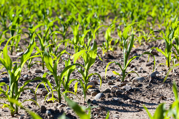 yield of maize corn and food