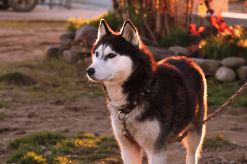siberian husky dog